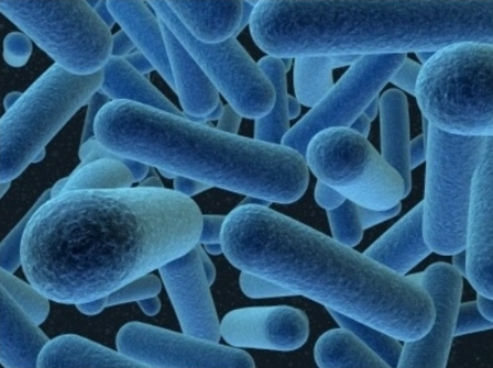 Archaea